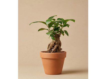 Ficus microcarpa 'Ginseng', Ø 6 cm