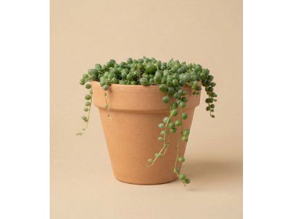 Senecio 'rowleyanus', Ø 12 cm