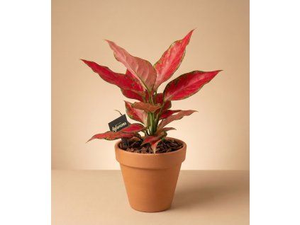 Aglaonema 'Cherry Baby', Ø 12 cm