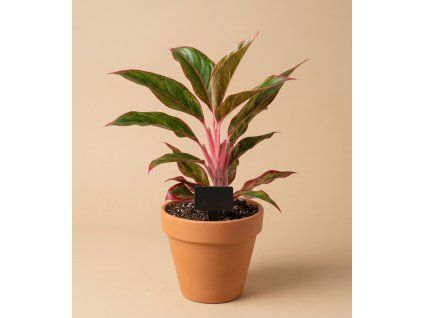 Aglaonema 'Jungle Lava', Ø 12 cm