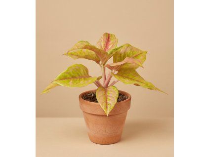 Aglaonema 'Pastella', Ø 12 cm