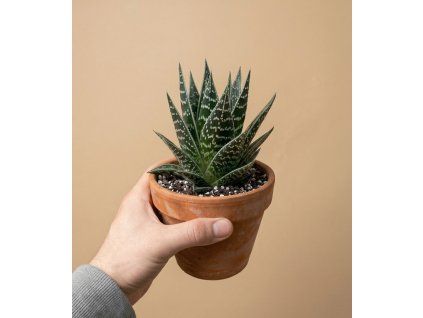 Aloe 'Tiki Tahi', Ø 9 cm