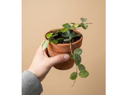 Hoya 'Mathilde', Ø 9 cm