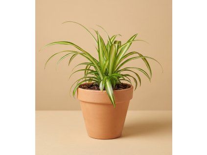 Chlorophytum 'Comosum', Ø 12 cm