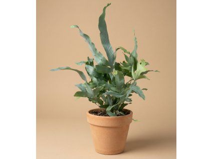 Phlebodium aureum 'Blue Star', Ø 14 cm
