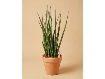 Sansevieria 'Digitorum', Ø 14 cm