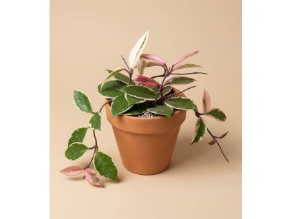 Hoya carnosa 'Flamingo Dream', Ø 9 cm