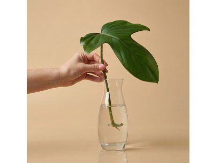 Philodendron 'Panduriforme' - Řízek