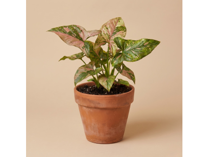 Syngonium Pink Splash, Ø 9 cm