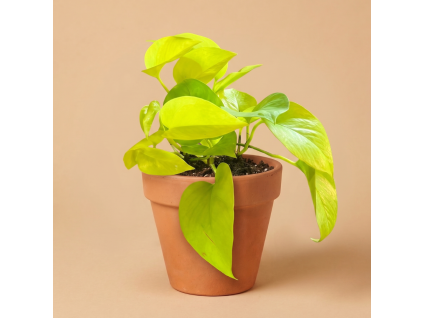 Epipremnum Golden Photos, Ø 12 cm