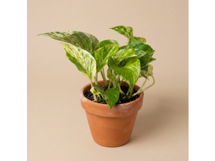 Epipremnum pinnatum 'Marble Queen', Ø 12 cm
