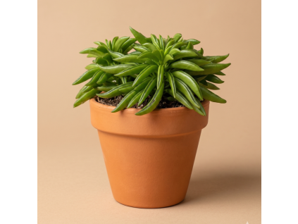 Peperomia Happy Bean, Ø 11 cm