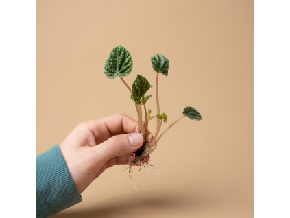 Peperomia caperata 'Lilian' - Řízek