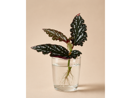 Begonia Maculata Spotlight Green - Řízek