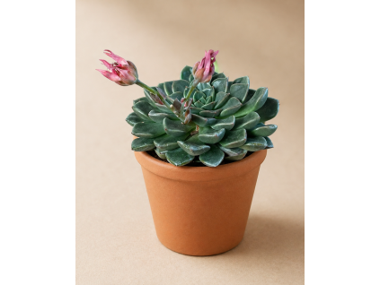 Graptopetalum 'Bellum', Ø 6 cm