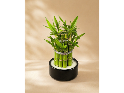 Dracaena Lucky Bamboo (Dracena), Ø 9 cm