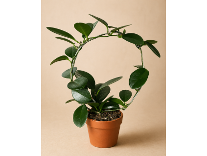 Hoya 'Cumingiana' kruh, Ø 12 cm