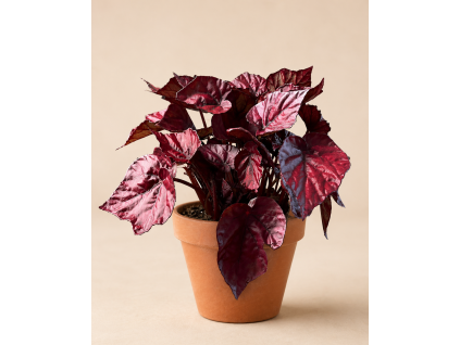 Begonia 'Inca Flame', Ø 12 cm