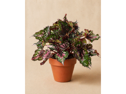 Begonie 'Purple Blush', Ø 12 cm