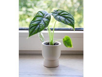 Alocasia 'Dragon Scale', Ø 6 cm