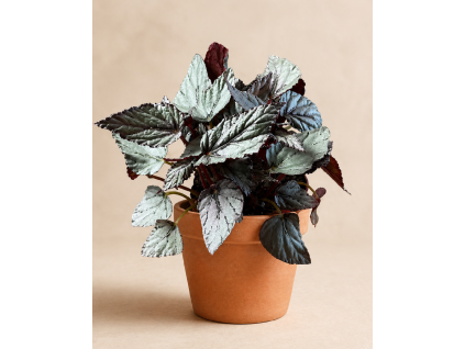 Begonia 'Artic Breeze', Ø 12 cm