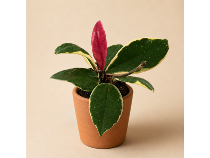 Hoya carnosa 'Flamingo Dream', Ø 6 cm