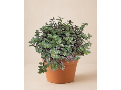 Callisia Rosato, Ø 12 cm