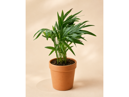 Chamaedorea 'elegans', Ø 6 cm