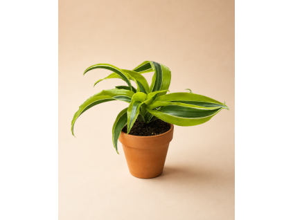 Dracaena fragrans 'Yellow Coast', Ø 6 cm