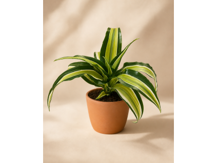 Dracaena fragrans Malaika, Ø 6 cm