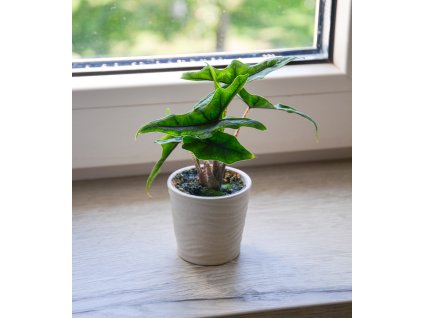 Alocasia 'Jacklyn', Ø 6 cm