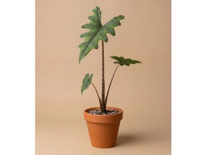 Alocasia 'Jacklyn', Ø 8 cm