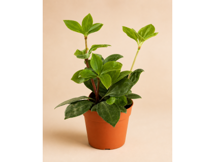 Peperomia pereskiifolia, Ø 8,5 cm