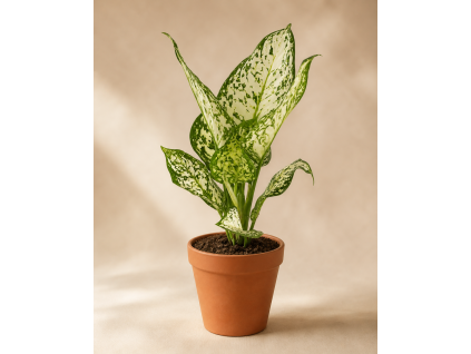 Aglaonema 'White Surprise', Ø 12 cm