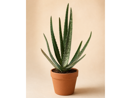 Aloe Vera, Ø 11 cm