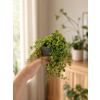 Peperomia Prostrata (želvičky), Ø 9 cm