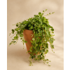 Peperomia Prostrata (želvičky), Ø 9 cm