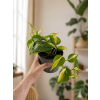 Philodendron 'Cream Splash', Ø 12 cm