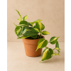 Philodendron 'Cream Splash', Ø 12 cm