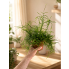 Rhipsalis 'heteroclada', Ø 12 cm