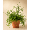 Rhipsalis 'heteroclada', Ø 12 cm