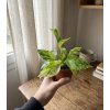 101 1 epipremnum pinnatum marble queen 8 cm