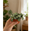 Fittonia mix, Ø 8,5 cm