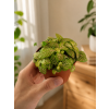 Fittonia mix, Ø 8,5 cm