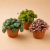 Fittonia mix, Ø 8,5 cm