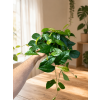 Ficus 'Radicans', Ø 12 cm