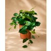 Ficus 'Radicans', Ø 12 cm