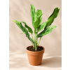Aglaonema 'Greyhound', Ø 11 cm