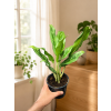 Aglaonema 'Greyhound', Ø 11 cm