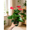 Anthurium 'Karma Pink', Ø 12 cm